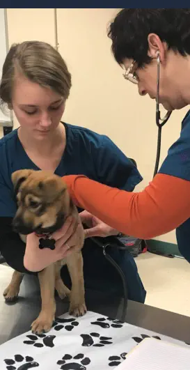 Cómo Ser una Buena Auxiliar de Veterinaria - Atendiendo a un Perro