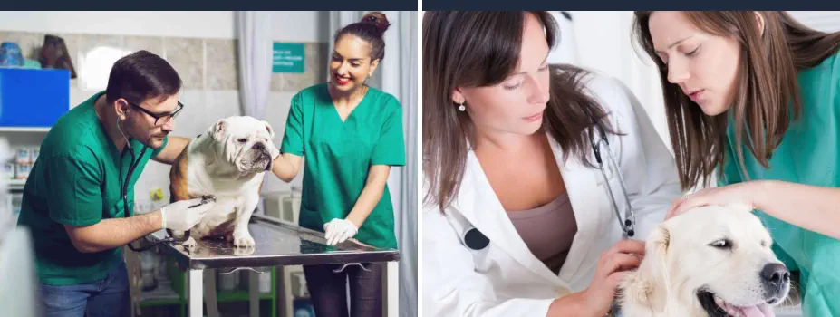 Cómo Ser una Buena Auxiliar de Veterinaria - Auxiliares Veterinarios Trabajando