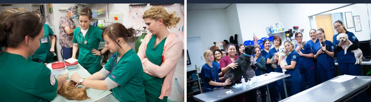 Cómo es el Trabajo de Auxiliar de Veterinaria - Asistentes Técnicos Veterinarios