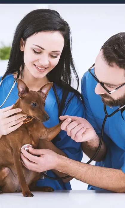 Cómo es el Trabajo de Auxiliar de Veterinaria - Tratando a un Perrito