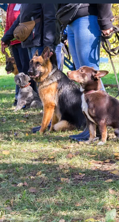 Curso Adiestrador Canino Online - Adiestrando Perros