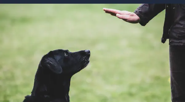 Curso Adiestrador Canino Online - Enseñando a un Perro