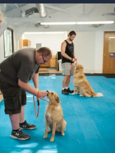 Curso Adiestrador Canino Online - Entrenamiento de Perros
