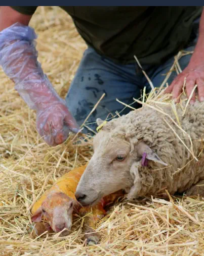 Curso de Auxiliar Veterinario de Animales de Granja Online - Asistiendo un Parto