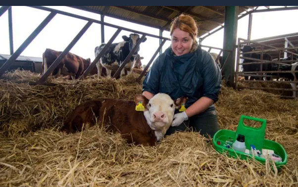 Curso de Auxiliar Veterinario de Animales de Granja Online - Curando a un Ternero