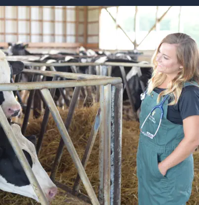Curso de Auxiliar Veterinario de Animales de Granja Online - Observando Vacas