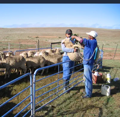 Curso de Auxiliar Veterinario de Animales de Granja Online - Tratando a una Oveja