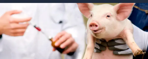 Curso de Auxiliar Veterinario de Animales de Granja Online - Vacunando a un Cerdo
