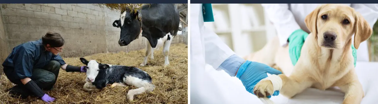 Cursos de Especialización Veterinaria - Animales de Granja y Patología Animal