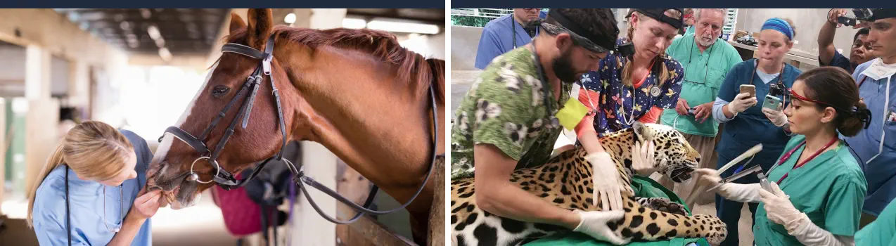Cursos de Especialización Veterinaria - Caballos y Zoo