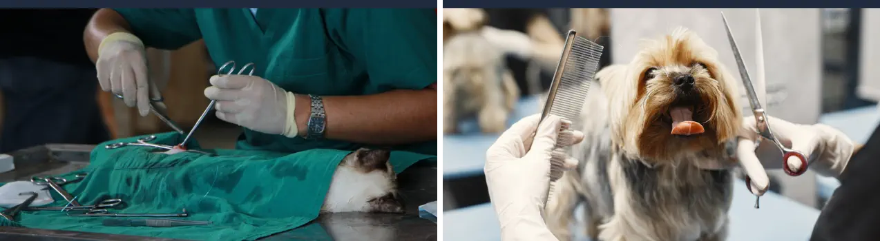 Cursos de Especialización Veterinaria - Urgencias Animales y Peluquería Canina