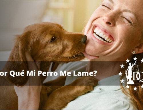 Mi Perro me Lame Mucho Todo el Cuerpo ¿Qué Significa?