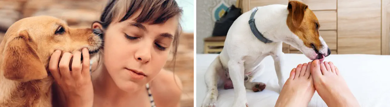 Mi Perro me Lame Mucho Todo el Cuerpo - Orejas y Pies