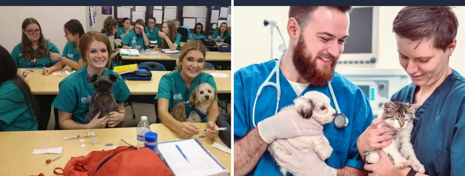 Requisitos para Ser Auxiliar de Veterinaria - Curso de ATV