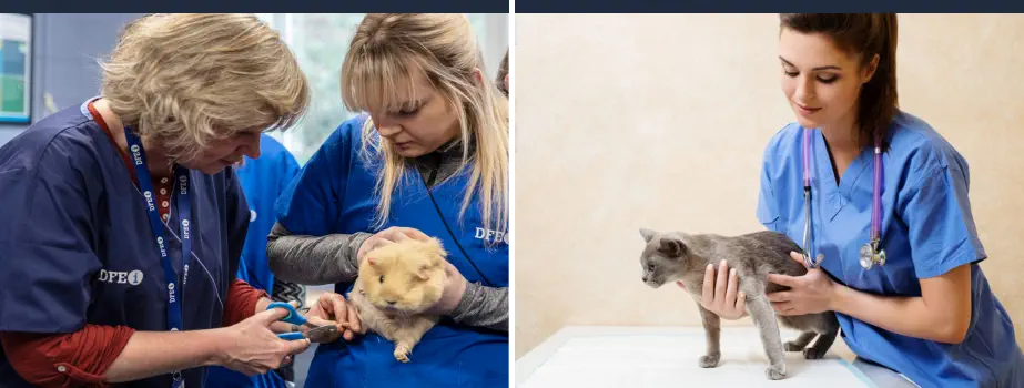 Requisitos para Ser Auxiliar de Veterinaria - Curso de ATV