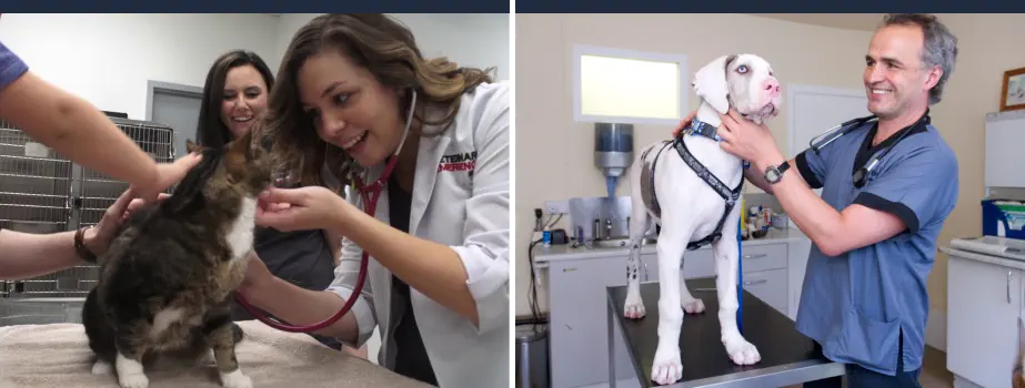 Asignaturas más Difíciles de Veterinaria – Veterinarios Asignaturas más Difíciles de Veterinaria - Veterinarios