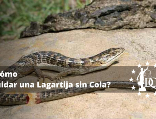 ¿Cómo Cuidar una Lagartija sin Cola?