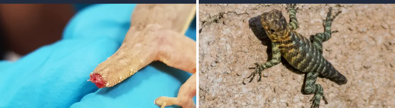 Cómo Cuidar una Lagartija sin Cola - Lagarto Perdiendo su Cola
