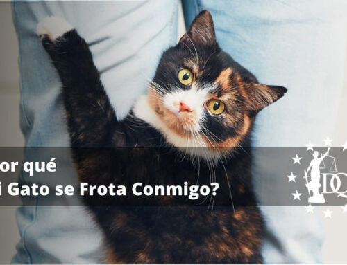 ¿Por qué mi Gato se Frota Conmigo?