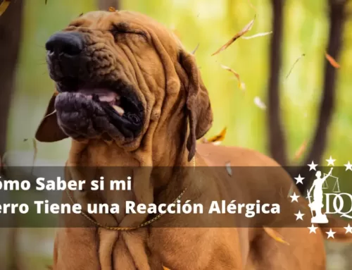 Cómo Saber si mi Perro Tiene una Reacción Alérgica. Tipos y Tratamiento