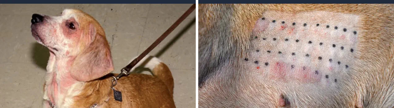 Cómo Saber si mi Perro Tiene una Reacción Alérgica - Síntomas y Tratamiento