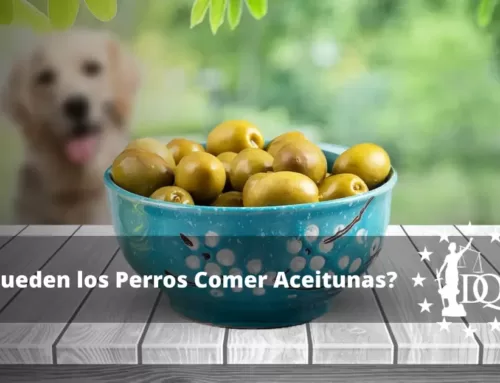 ¿Pueden los Perros Comer Aceitunas? ¿Es Seguro?