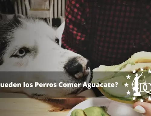 ¿Pueden los Perros Comer Aguacate? ¿Es Seguro?