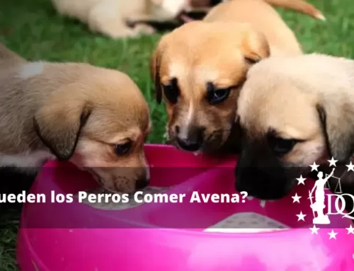¿Pueden los Perros Comer Avena? ¿Es Seguro?