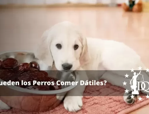 ¿Pueden los Perros Comer Dátiles? ¿Es Seguro?