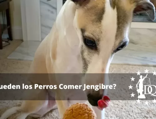 ¿Pueden los Perros Comer Jengibre? ¿Es Seguro?