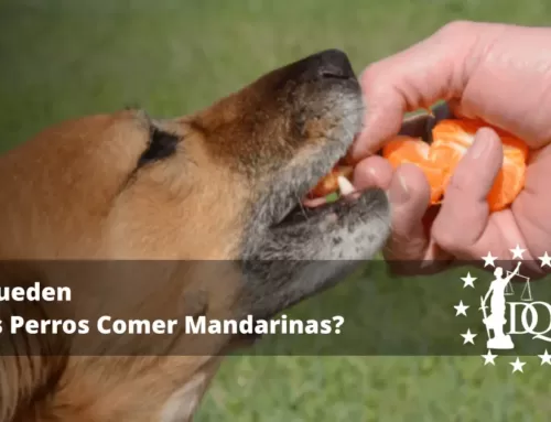 ¿Pueden los Perros Comer Mandarinas? ¿Es Seguro?