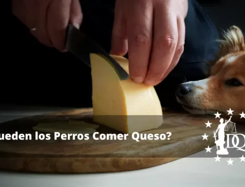 ¿Pueden los Perros Comer Queso? ¿Es Seguro?