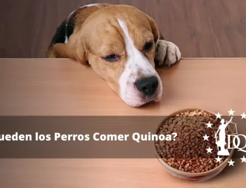 ¿Pueden los Perros Comer Quinoa? ¿Es Seguro?