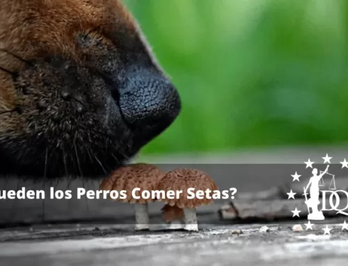¿Pueden los Perros Comer Setas? ¿Es Seguro?