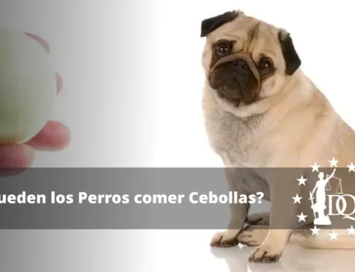 ¿Pueden los Perros comer Cebollas? ¿Es Seguro?