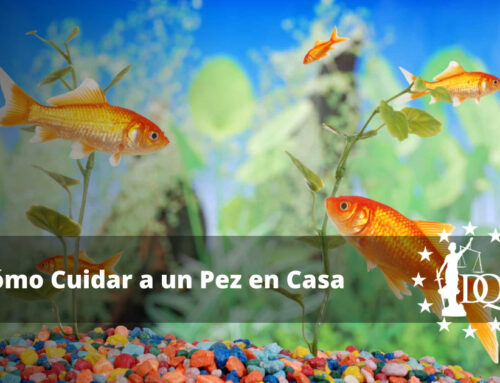 Cómo Cuidar a un Pez en Casa. Los Primeros Días de tu Mascota