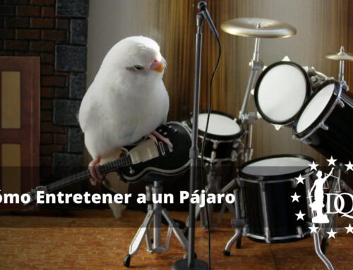 Cómo Entretener a un Pájaro. Los Mejores Juguetes para Aves
