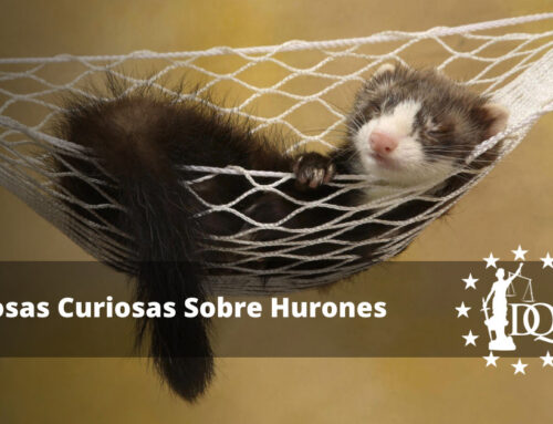 Cosas Curiosas Sobre Hurones. Datos y Curiosidades de tu Mascota