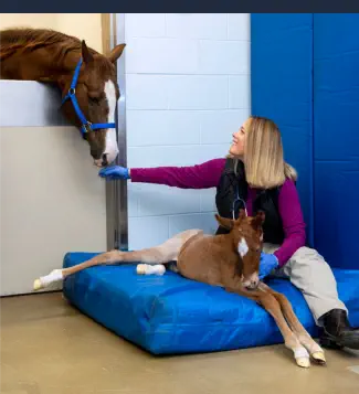 Curso de Auxiliar Veterinario Ecuestre Online - Parto de Yegua