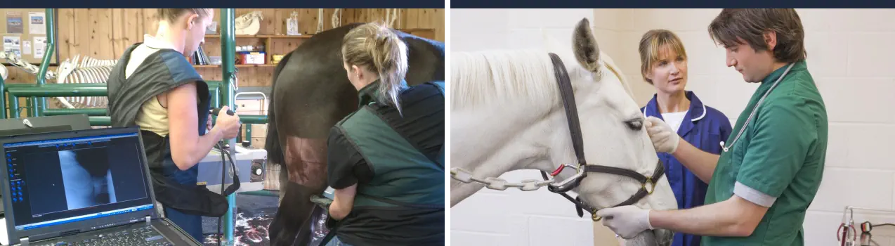 Curso de Auxiliar Veterinario Ecuestre Online - Veterinaria Equina
