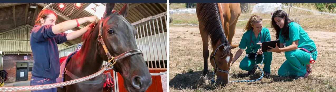 Curso de Auxiliar Veterinario Ecuestre Online - Veterinaria de Caballos