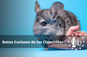 Datos Curiosos de las Chinchillas. Curiosidades que Debes Conocer