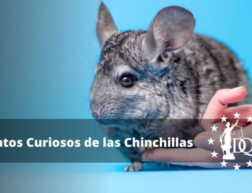 Datos Curiosos de las Chinchillas. Curiosidades que Debes Conocer