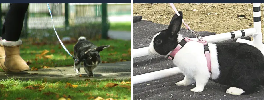 Pasear un Conejo con Correa- Paseo con Arnés