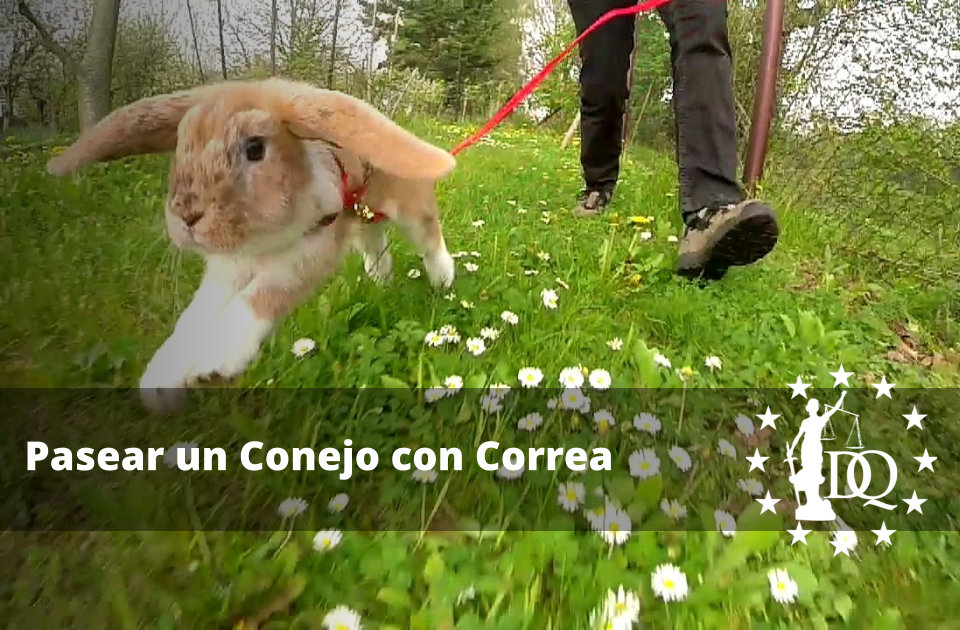 Pasear un Conejo con Correa