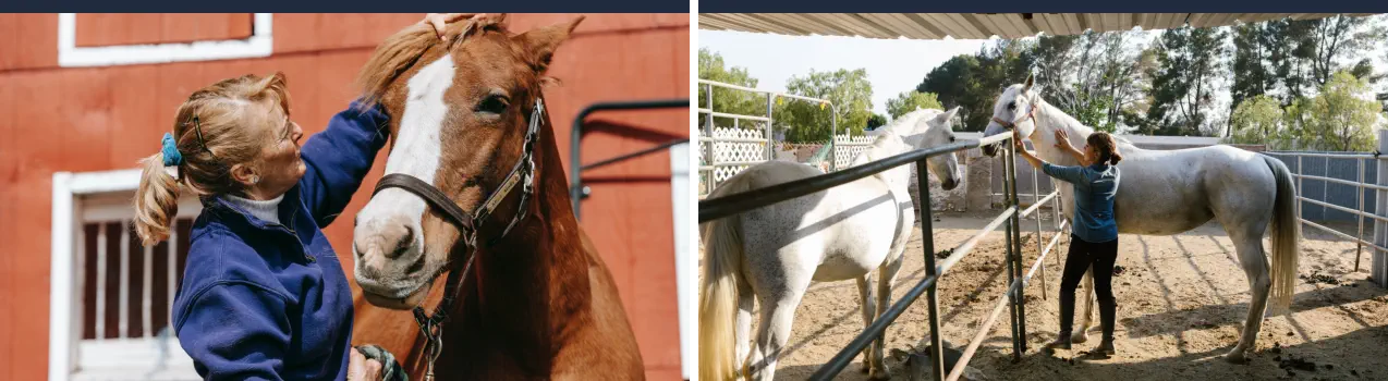 Curso de Cuidador de Caballos Online - Cuidado y Manejo