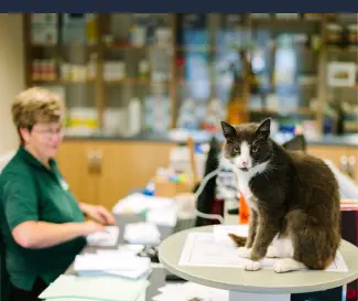 Curso de Farmacia Veterinaria Online - Farmacología Animal