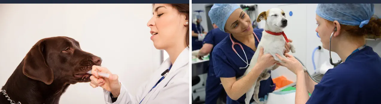 Curso de Homeopatía Veterinaria Online - Homeópata Veterinario