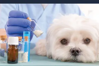 Curso de Homeopatía Veterinaria Online - Homeopatía Animal