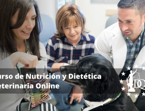 Curso de Nutrición y Dietética Veterinaria Online | Certificación Internacional DQ